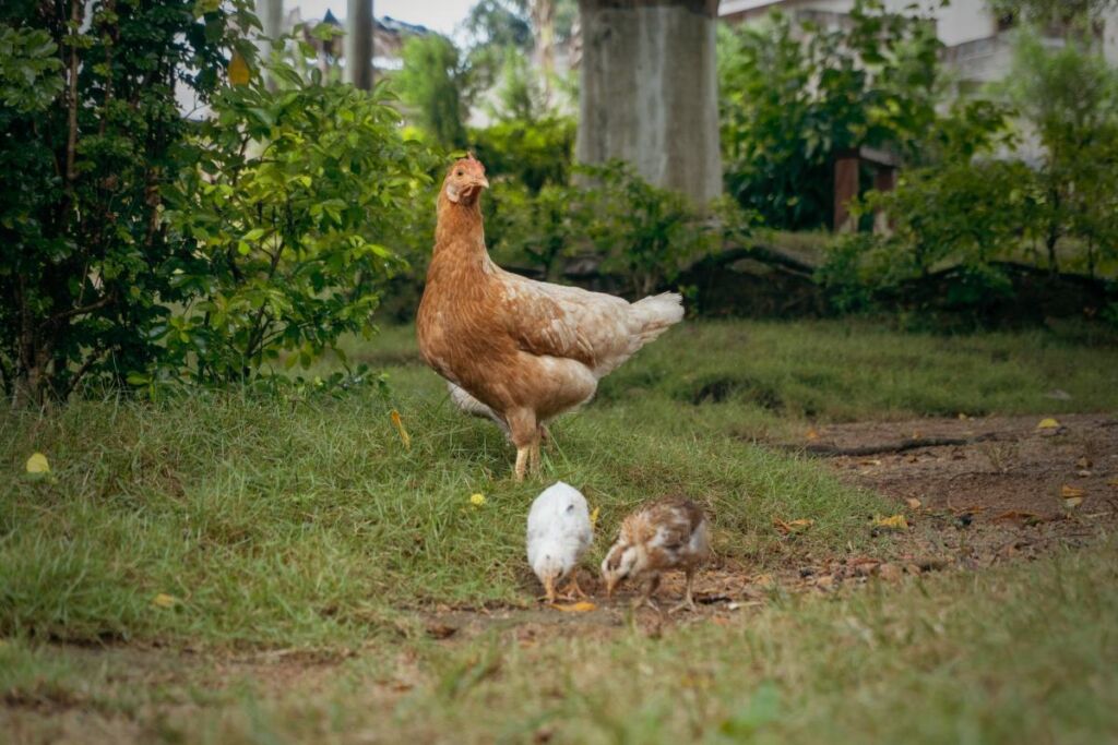 Comment et pourquoi construire un poulailler dans votre jardin ?