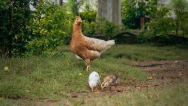 Comment et pourquoi construire un poulailler dans votre jardin